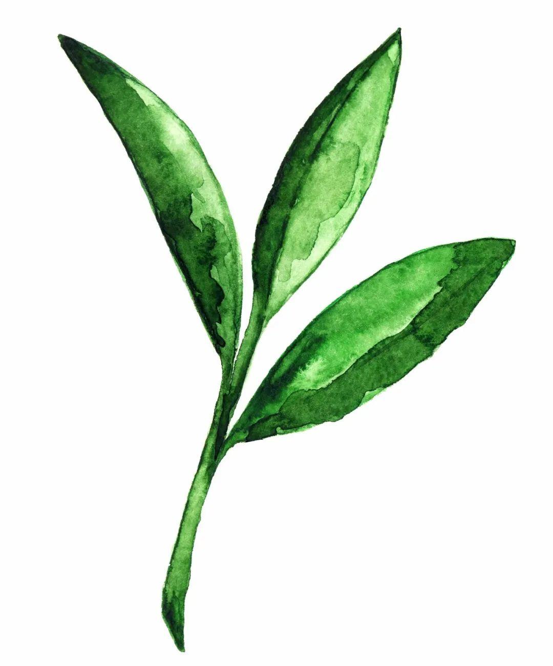 昨晚,县长直播为春茶代言