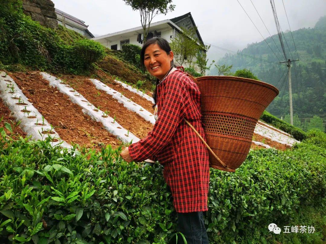 五峰茶的幕后英雄——茶农
