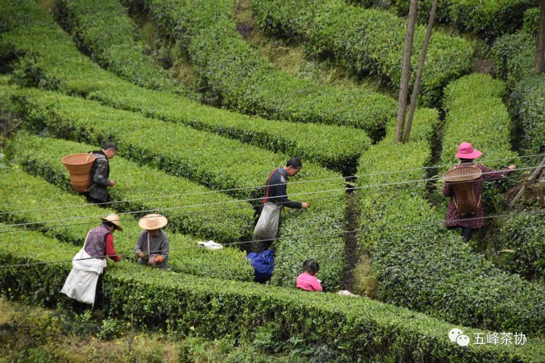 五峰茶的幕后英雄——茶农