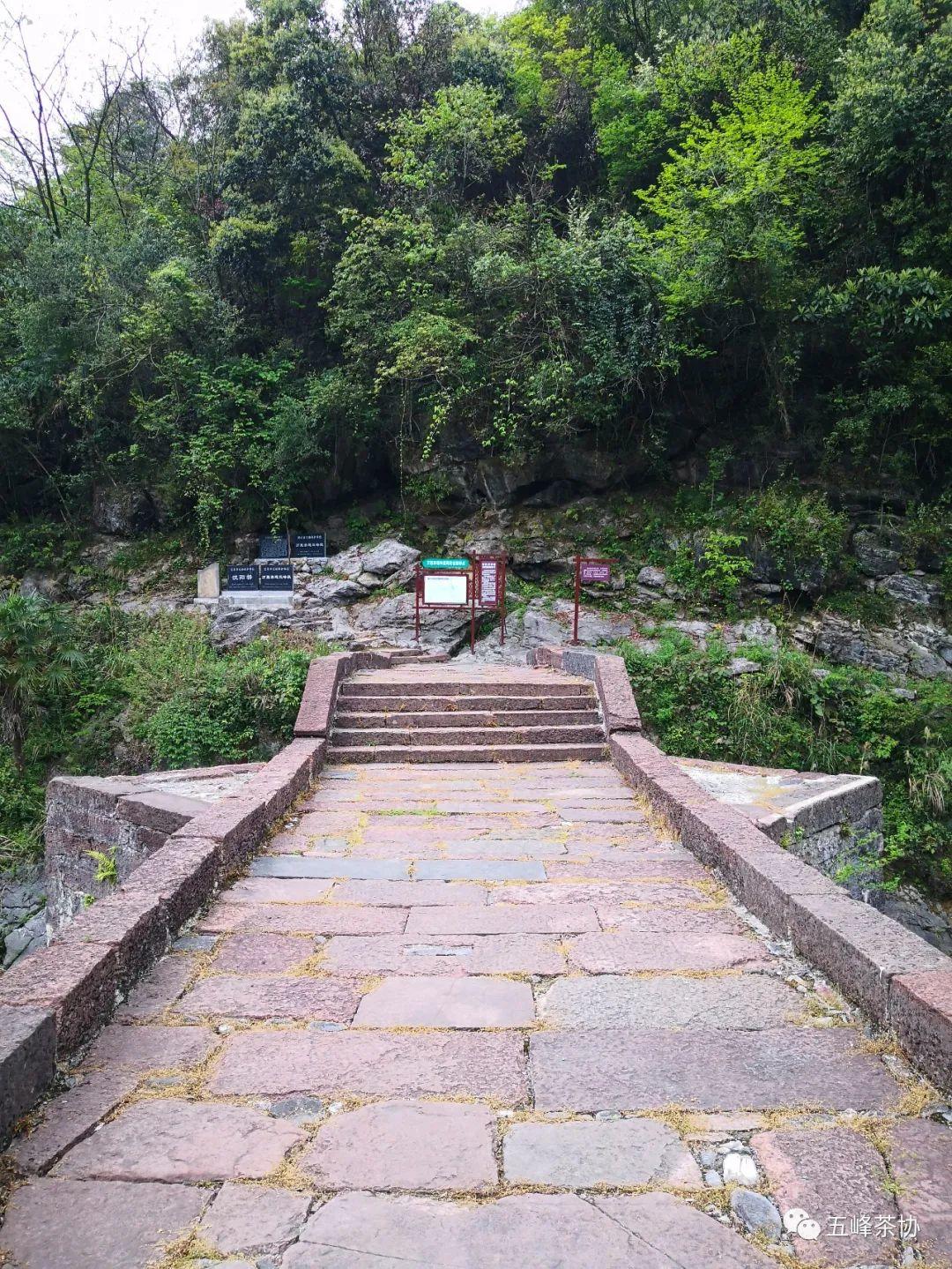 我要去,喝杯五峰茶!