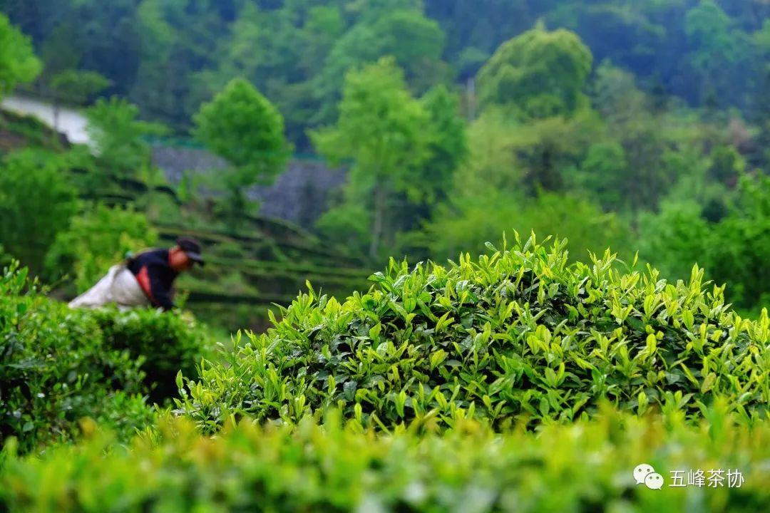 五峰茶的幕后英雄——茶农