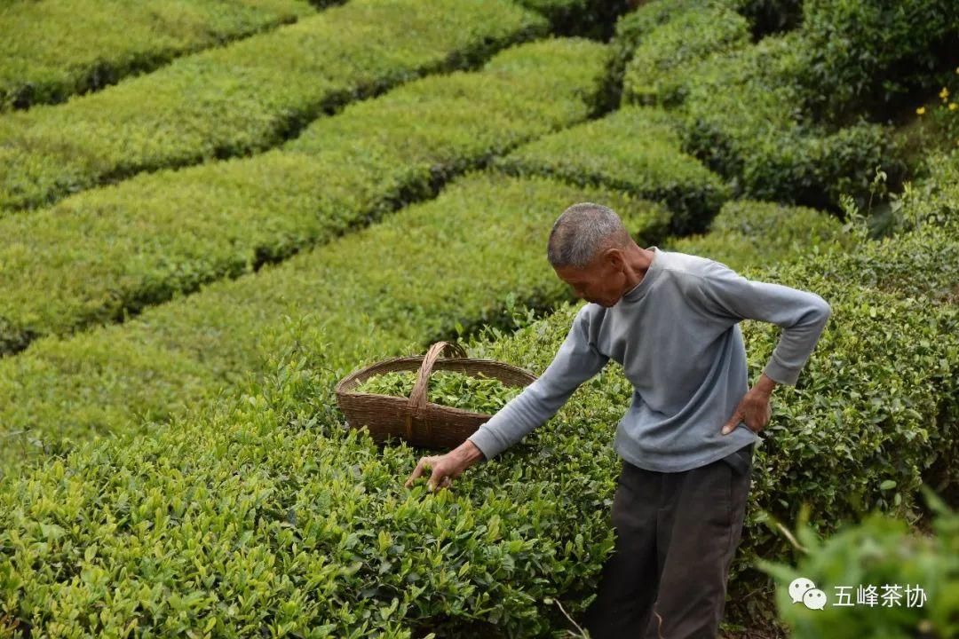 五峰茶的幕后英雄——茶农