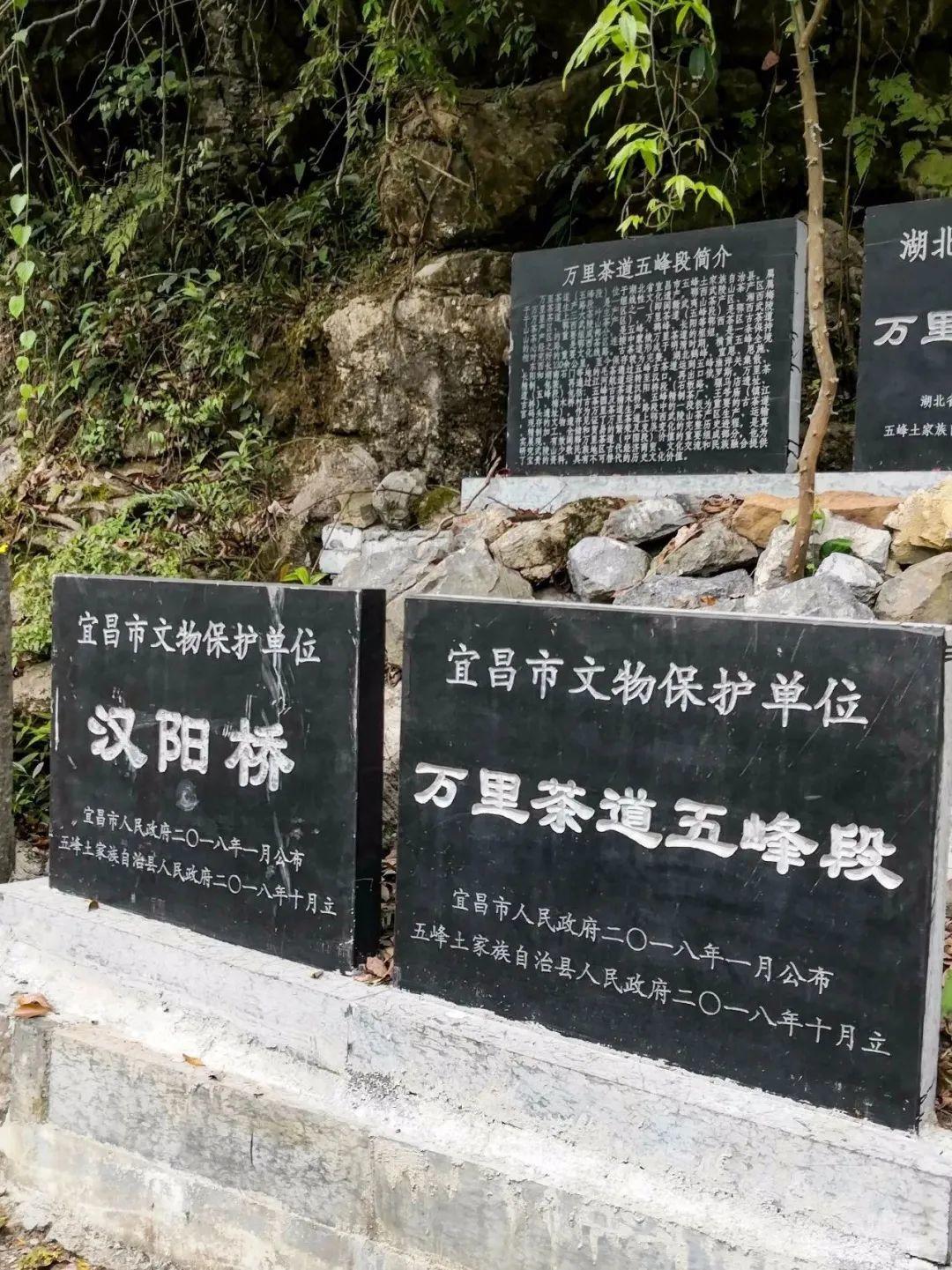 我要去,喝杯五峰茶!
