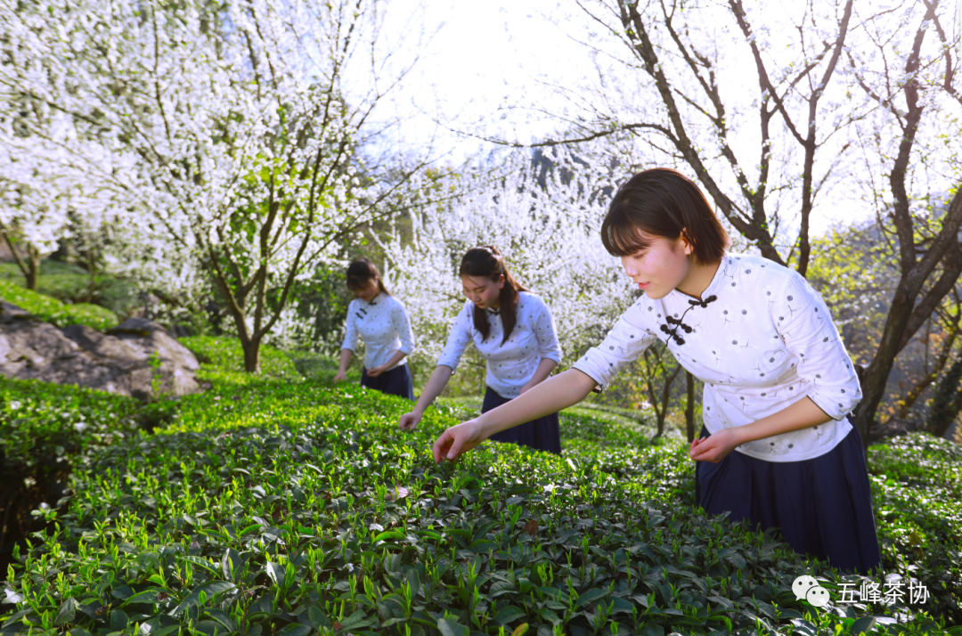 我要去,喝杯五峰茶!