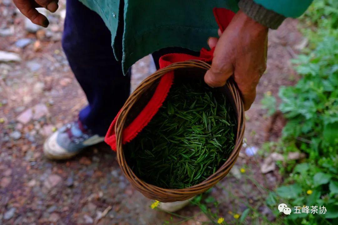 五峰茶的幕后英雄——茶农