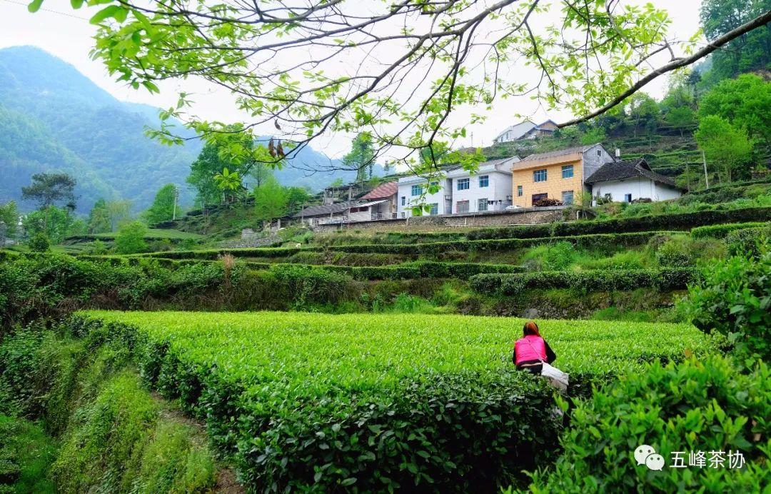 五峰茶的幕后英雄——茶农