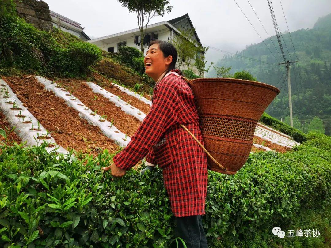 五峰茶的幕后英雄——茶农